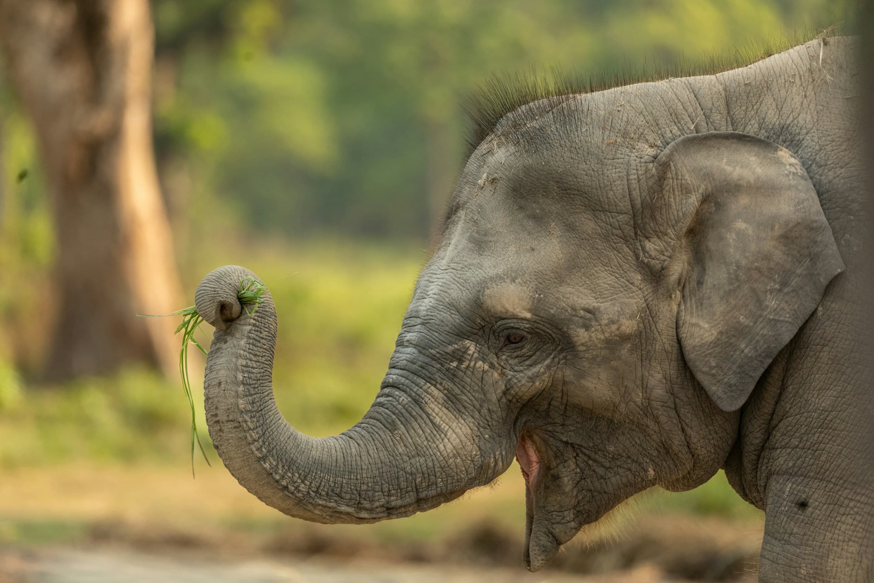 Jungle Safari in Nepal